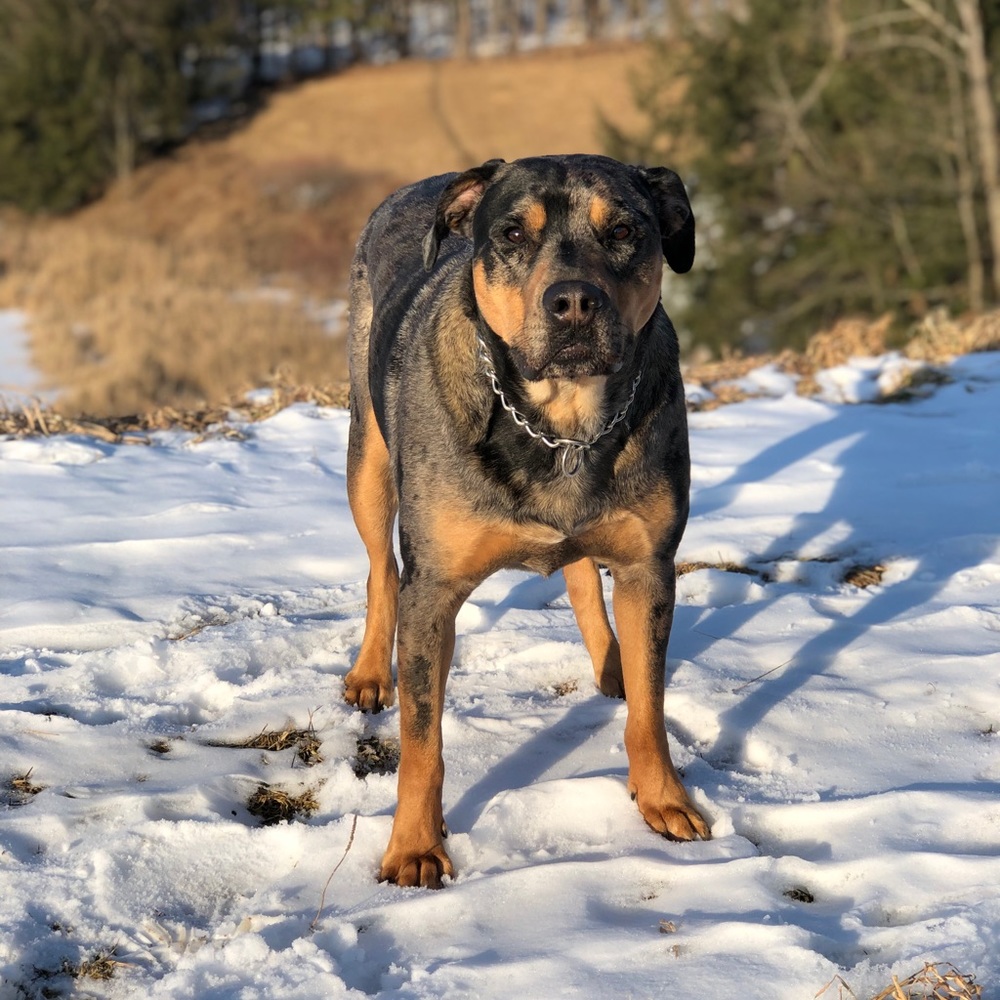 Meet your Posher, Dan